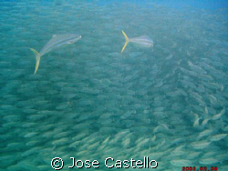 Predators! I watched this couple of Cobia fishes taking t... by Jose Castello 